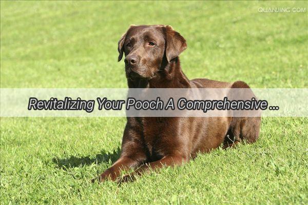 Revitalizing Your Pooch A Comprehensive Guide to PostOperative Leg Care for Dogs